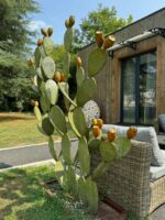 cactus en métal de barbarie dans un jardin à bordeaux