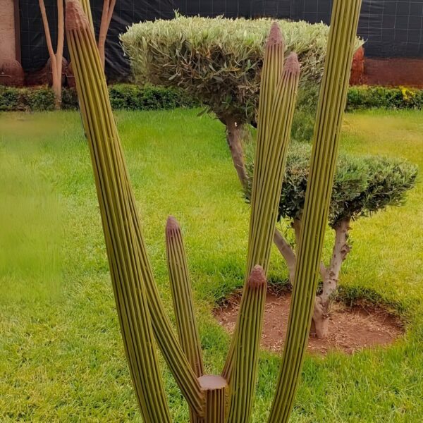 Cactus Crayon en métal