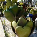 deux cactus en métal vert dans un jardin