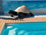 Tortue en métal, sculpture basse et douce pour jardin zen