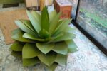Agave métallique en intérieur sur sol carrelé