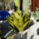 Agave métallique de jardin parmi d’autres plantes