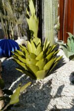 Agave métallique de jardin parmi d’autres plantes