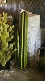 cactus cierge dans nos atelier